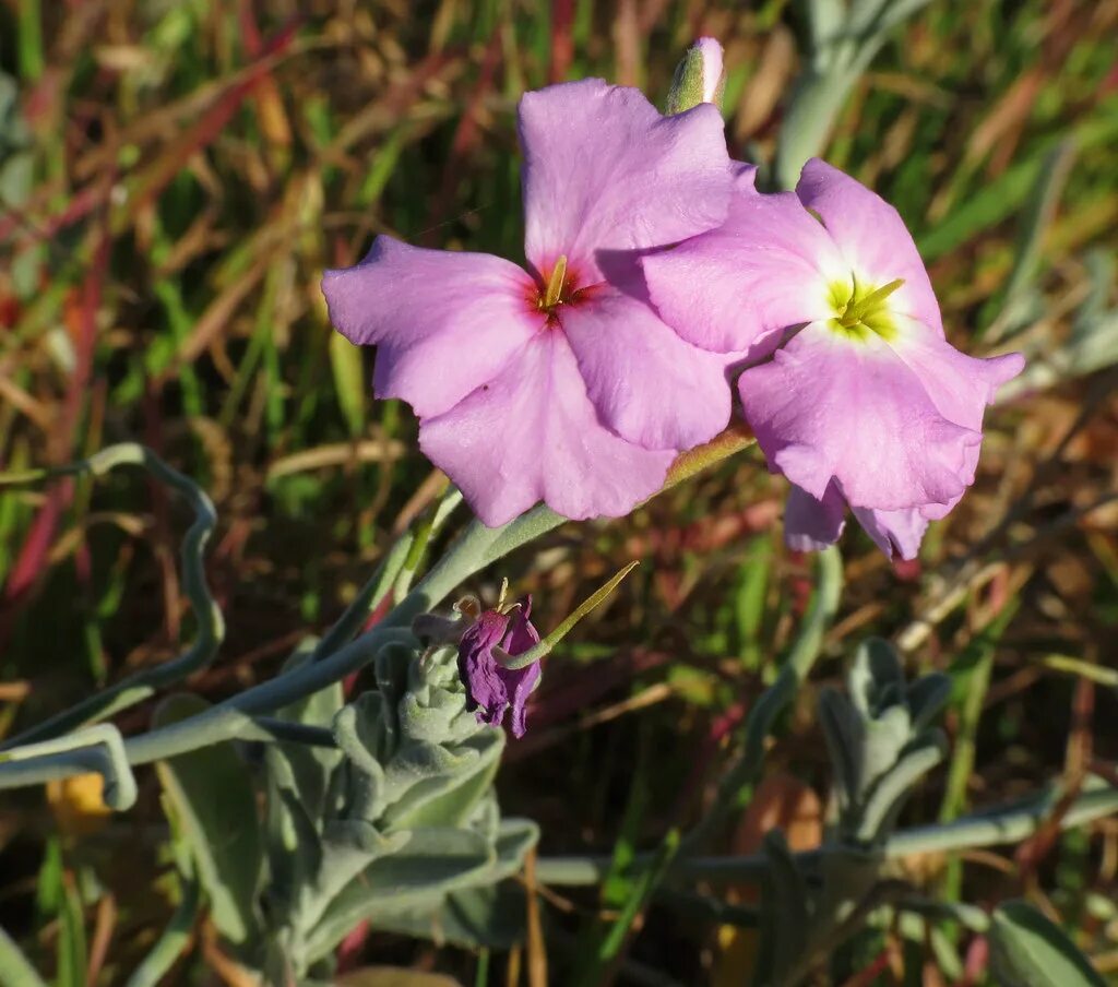 Малькольмия Приморская. Malcolmia littorea. Малькольмия пышный ковер. Малькольмия семена цветов. Малькольмия