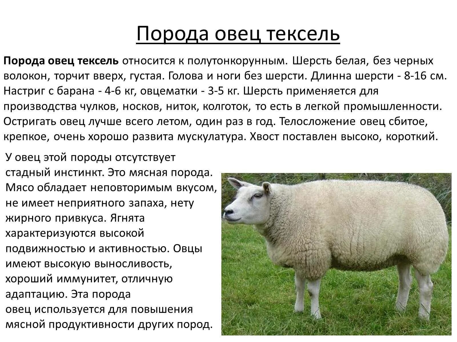 Вес барана романовской породы в 1 год. Киргизская тонкорунная порода овец. Порода овец суффолк характеристики. Армянская порода овец тонина шерсти. Породы овец асканийская, красноярская, казахский архаромеринос.
