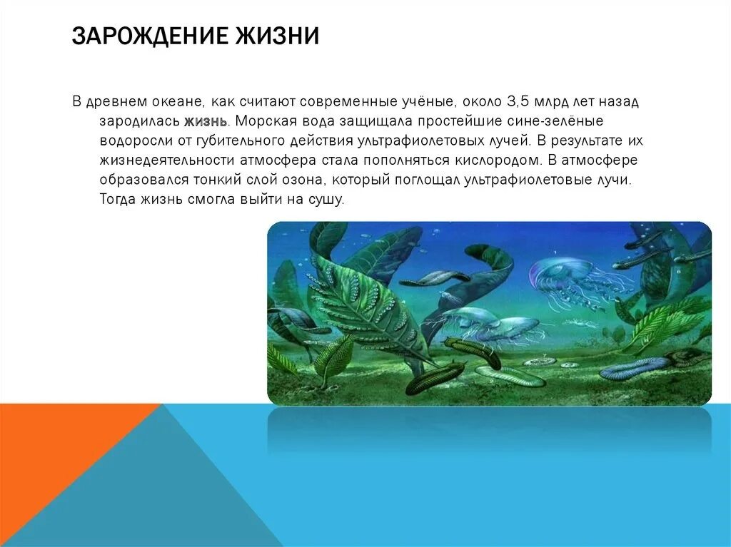 Жизнь в воде эволюция. Жизнь зародилась в воде. Возникновение жизни в воде. Возникновение жизни в океане. Первые организмы на земле.