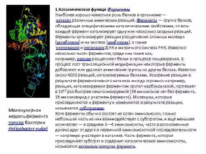 Молекулярная модель фермента-уреазы бактерии Helicobacter pylori. Уреаза фермент. Уреаза класс ферментов. Уреаза фермент функции.