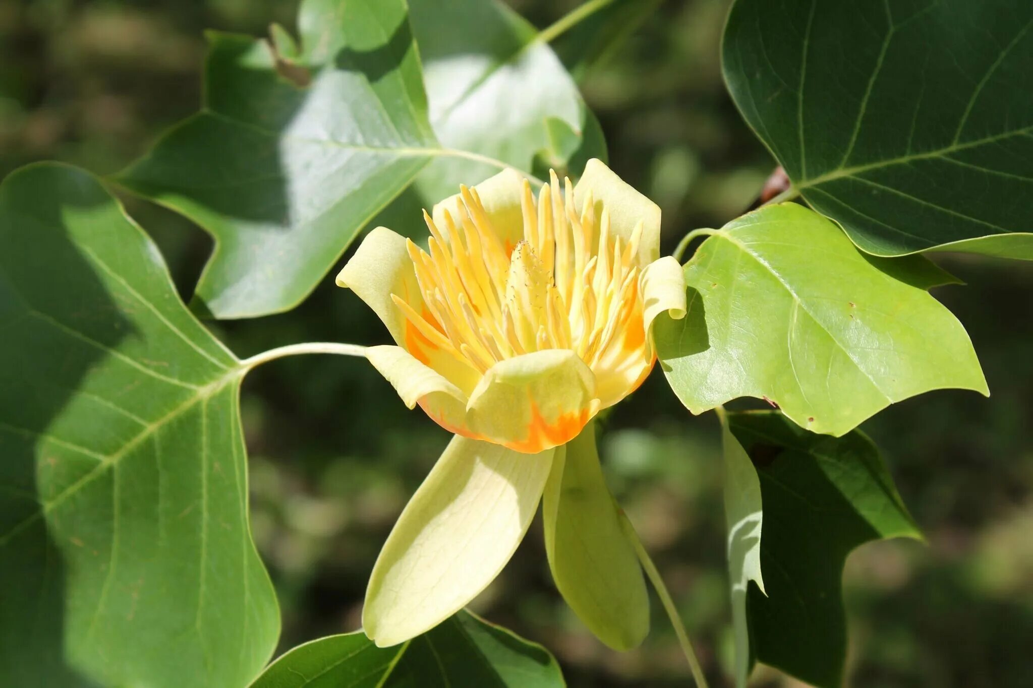 Тюльпановое дерево Головинка. Тюльпанное дерево (Liriodendron tulipifera). Лириодендрон Тюльпановый. Головинка Лириодендрон. Дерево тюльпанов в головинке