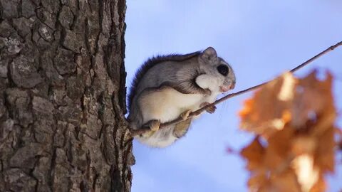 Japanese dwarf flying squirrel.