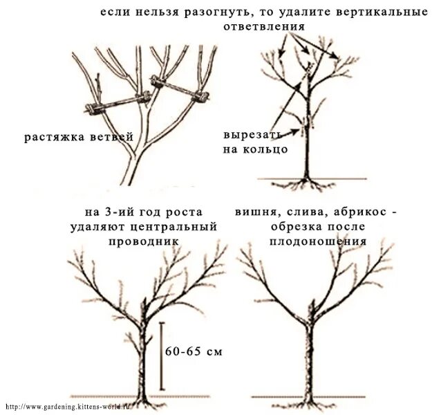 Нужно ли обрезать черешню. Обрезка черешни весной схема. Схема обрезки черешни весной. Обрезка саженцев вишни весной схема. Правильная обрезка вишни осенью схема.