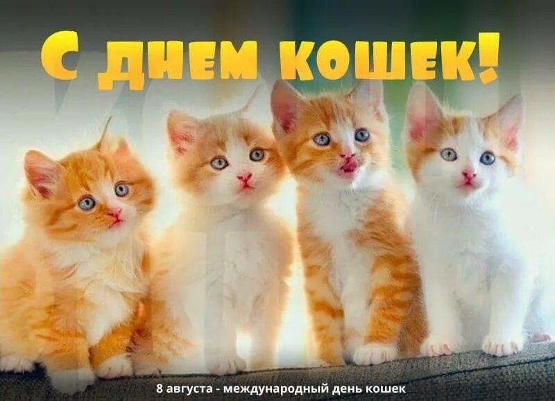 Всемирный день кошек поздравления. День кошек. Поздравление с днем кошек. Всемирный день кошек открытки. Всемирный день кошек 8 августа.