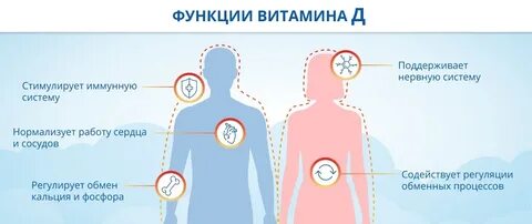 Витамин d иммунная система