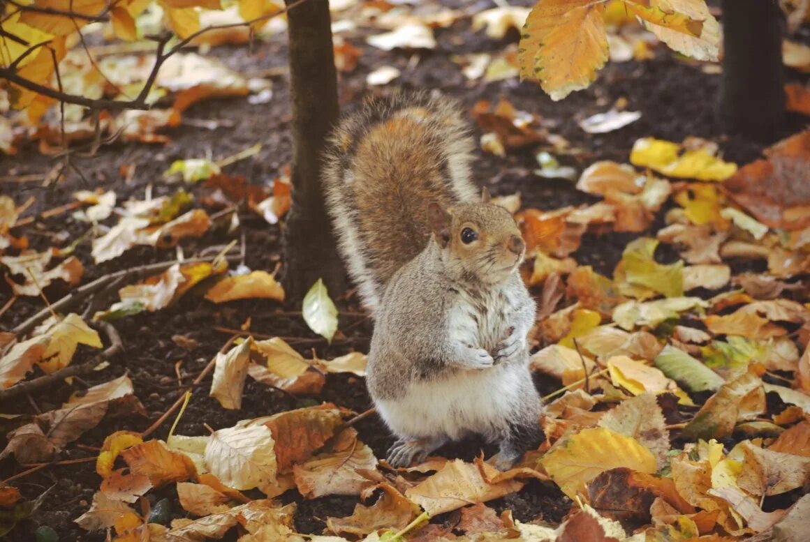 Осень с белками. Животные осенью. Осень звери. Животные осенью в лесу. Звери осенью.