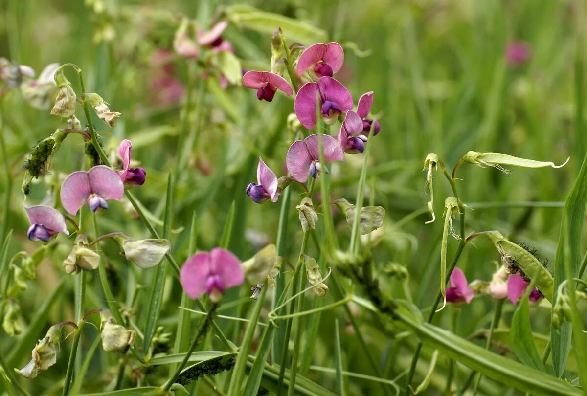 Латирус латифолиус. Цветок Lathyrus latifolius. Чина (Lathyrus) широколистная. Горошек чина широколистная. Покажи чина