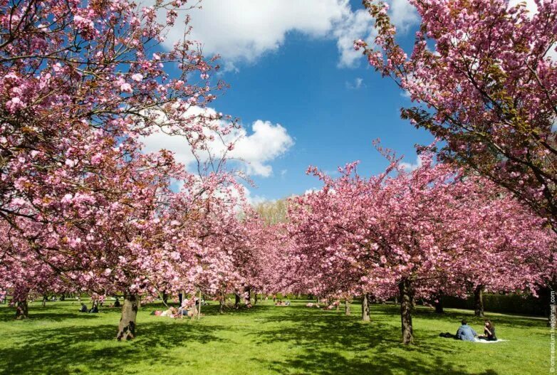 Вишневый сад париж. Вишневый сад во франции фото. Вишневый сад париж. Дерево цветущее сейчас во франции. Деревья цветут в мае белыми шарами фото.
