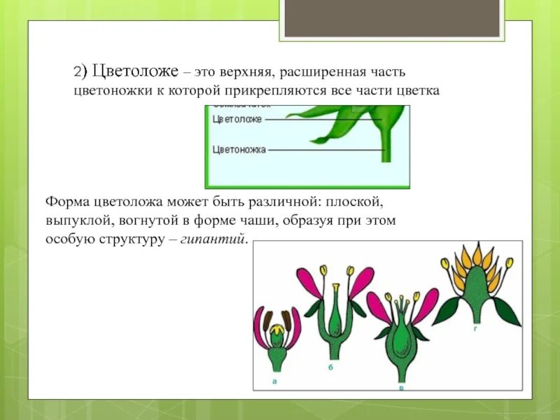 Верхняя расширенная часть. Цветоножка и цветоложе. Форма цветоложа. Типы цветоложа. Вогнутое цветоложе.