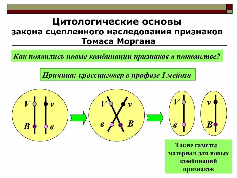 Закон Моргана о сцепленном наследовании схема. Опыты Томаса Моргана кроссинговер. Закономерности наследования т моргана