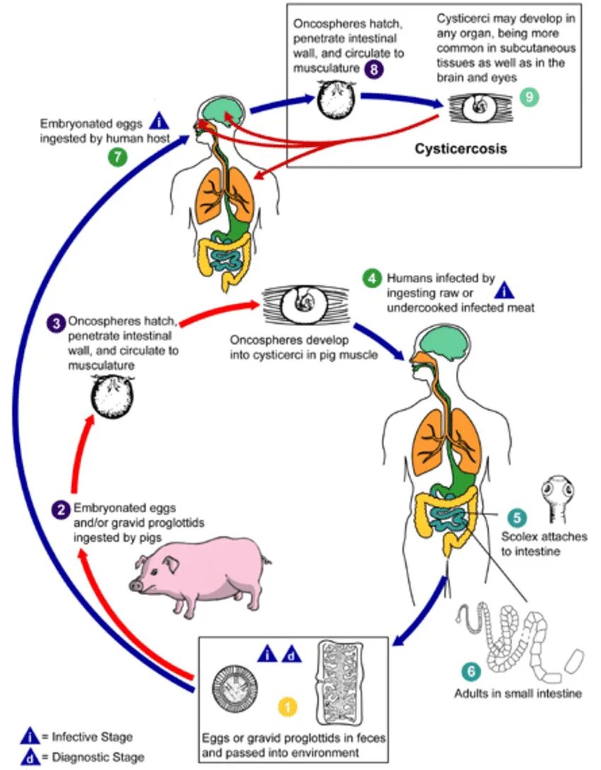 Стадия жизненного цикла червя. Жизненный цикл бычьего и свиного цепня. Цикл развития свиного цепня. Цикл развития свиного солитера схема. Тениоз и цистицеркоз жизненный цикл.