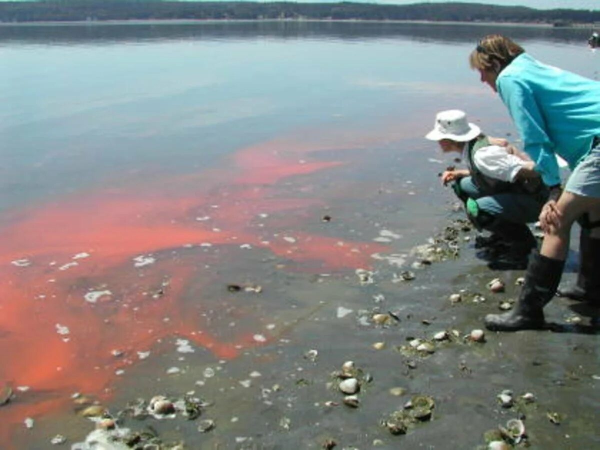 Красный прилив водоросли. Водоросли красный прилив. Красный прилив водоросли. Динофлагелляты красный прилив. Красная вода в море.
