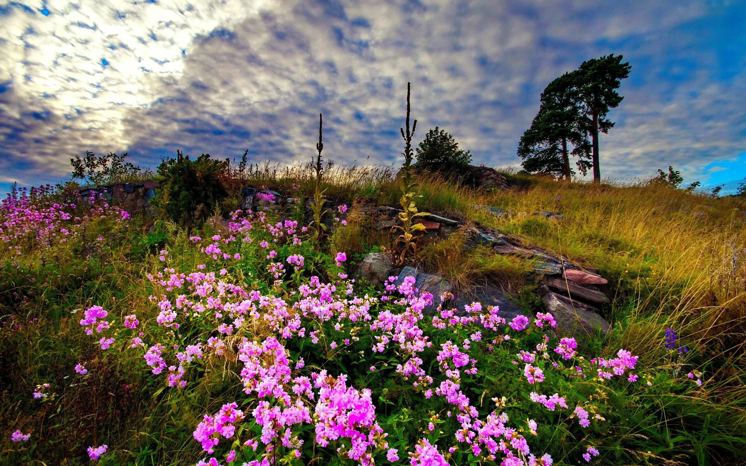 Flower nature. Цветущее поле. Красивые пейзажи с цветами. Луговые цветы. Весенний пейзаж с цветами.