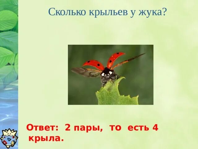 Сколько крыльев у жука. Сколько крыльев у жука ответ. каличество крыльев жеков. сколько крыльев у жуков.