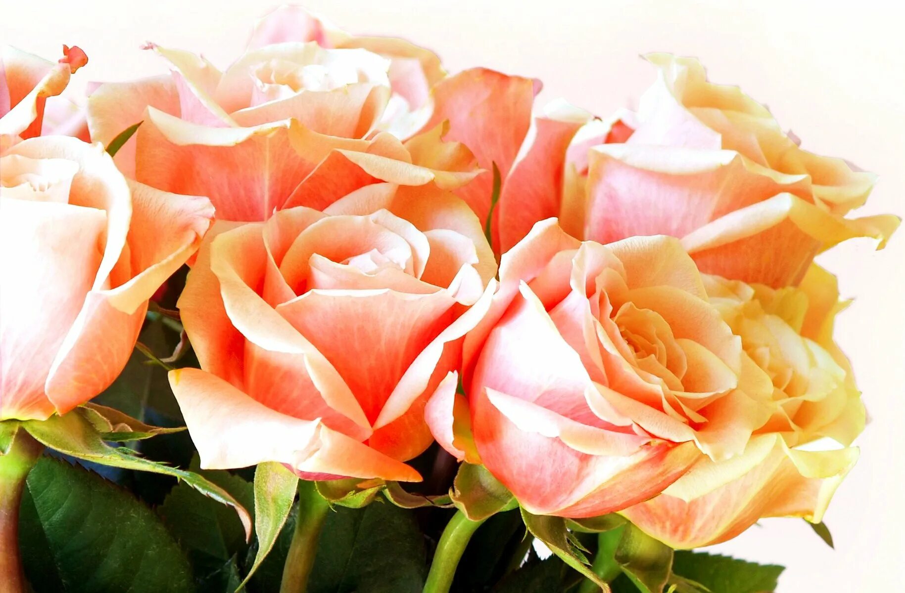 Шикарные цветы. Красивые розы. Шикарный букет роз.