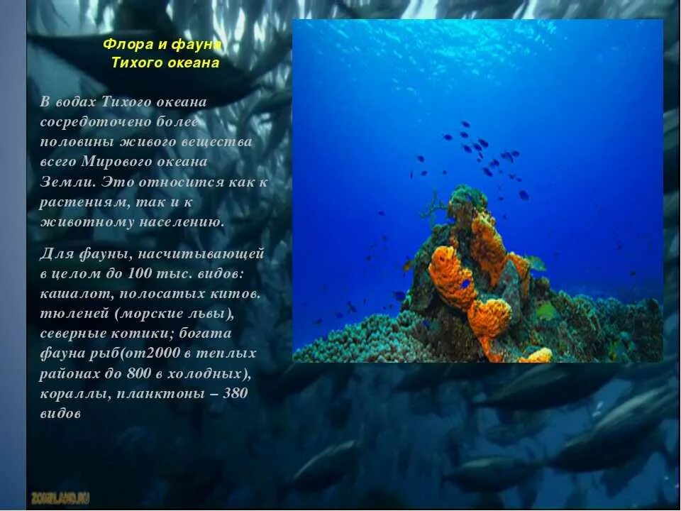 Жизнь в океане текст. Растительный и животный мир Тихого океана. Животные и растения океана. Животный и растительный мир океанов.