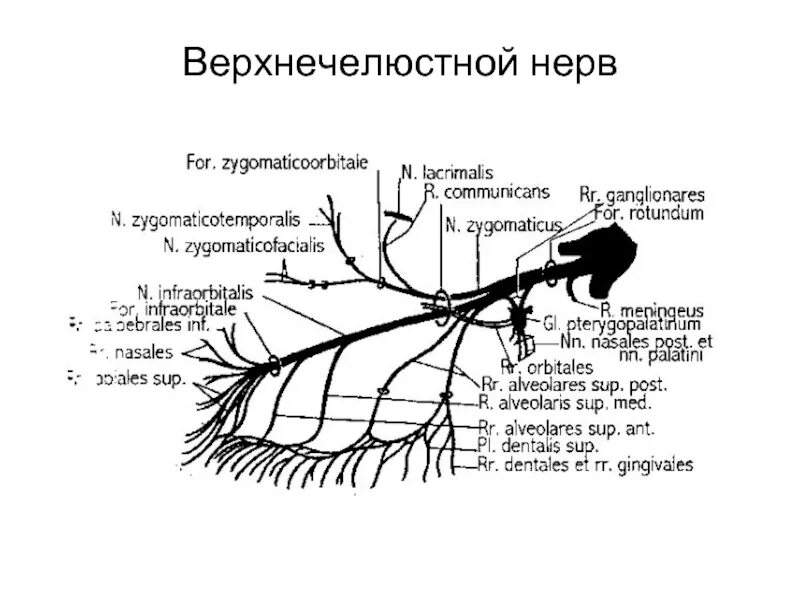 Верхнечелюстная ветвь тройничного нерва схема. Ветви верхнечелюстного нерва анатомия. Ветви верхнечелюстного нерва схема. Верхнечелюстной нерв анатомия схема.