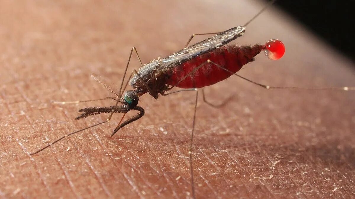 Малярия животное. Малярийный комар Anopheles. Малярийный Москит. Малярийный Москит анофелес. Выглядит малярийный комар.