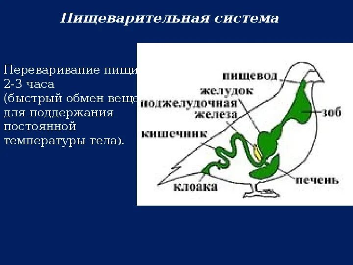 Типично наземные млекопитающие. Таблица сравнение скелета костных рыб и земноводных. Таблица внутреннее строение млекопитающих биология 7. Характеристика насекомых 7 класс биология. Характеристика млекопитающих птиц.