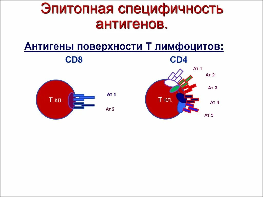 Выработка антигенов. Специфичность антигена. Антигенная специфичность. Антиген а и б. Антиген специфичность т лимфоцитов.