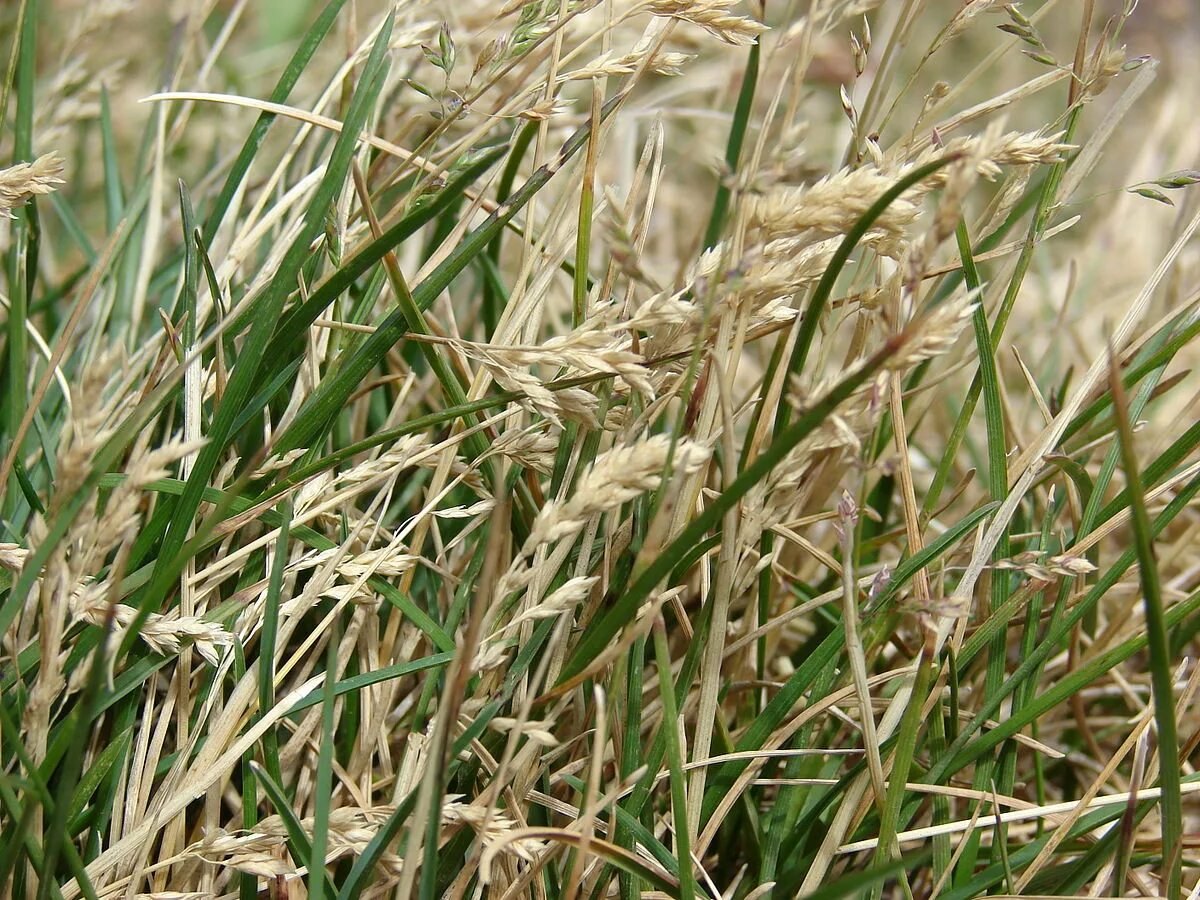 Мятлик луговой (poupratensis). Мятлик луговой. Poa pratensis l. Мятлик картинка. – мятлик луговой.