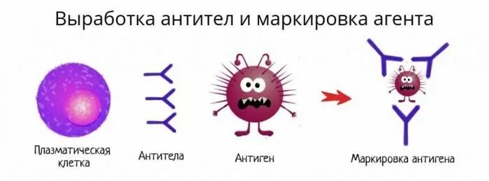 Выработка антигенов. Выработка антител лимфоцитами. Иммунитет антитела антигены. Механизм образования антител схема. Гуморальный иммунитет выработка антител.