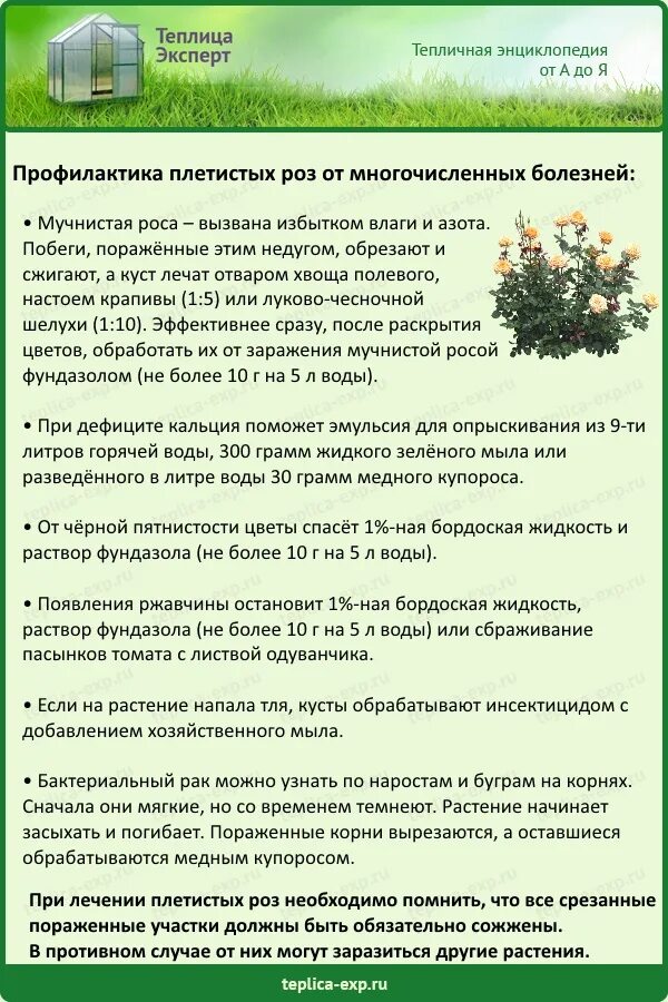 Кустов лечит