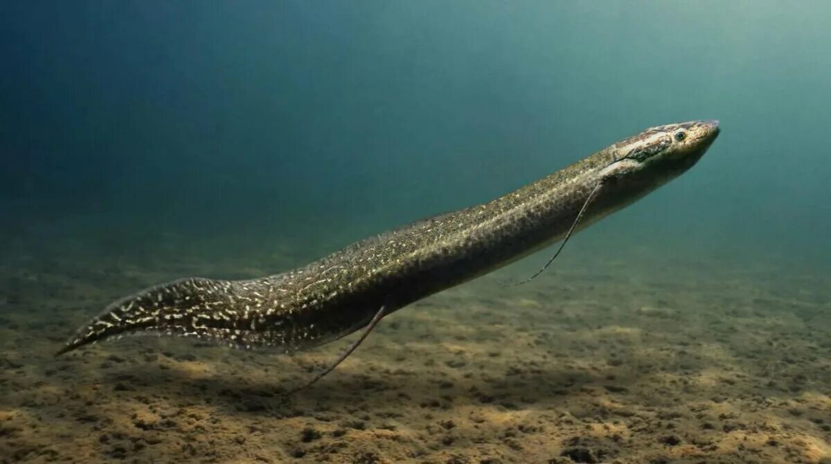 Бурый протоптер. Двоякодышащие рыбы протоптеры. Protopterus aethiopicus. Мраморный протоптер.