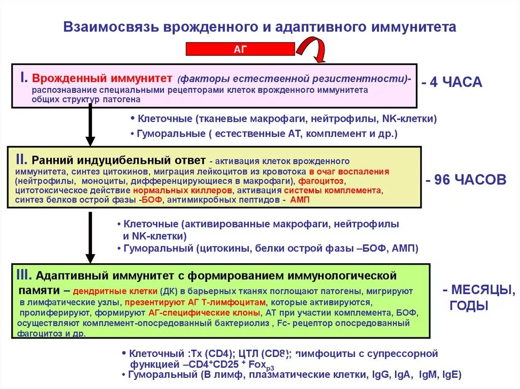 Активация клеток врожденного иммунитета. Механизмы активации клеток врождённого иммунитета. Взаимосвязь врожденного и адаптивного иммунитета. Факторы врожденного и адаптивного иммунитета. Врожденный иммунный ответ