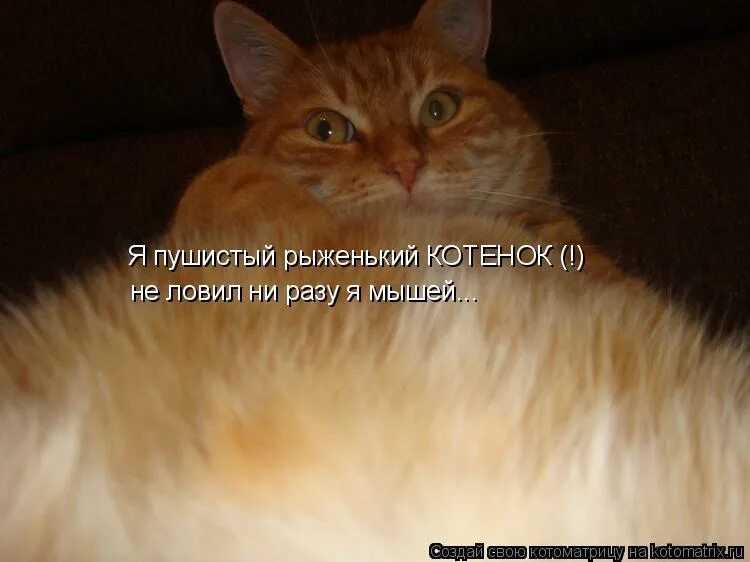 да я особо и не знаю ниче. два раза подкинули один раз поймали. я маленький пушистенький котенок. без прав мем. ни разу не ходил.