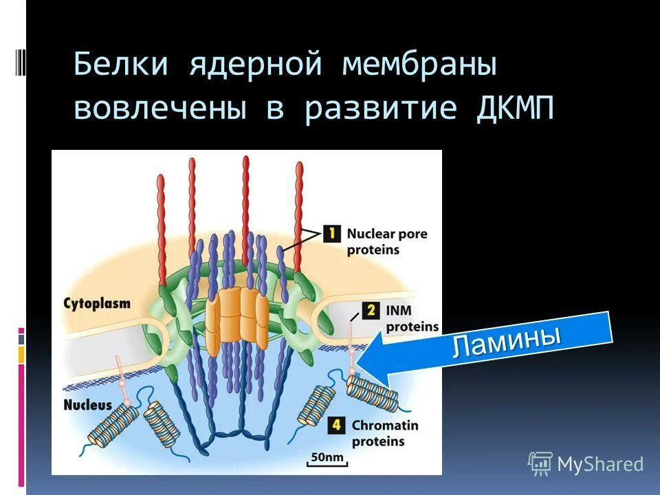 Прометафаза. Митоз разрушение ядерной оболочки. Функция клеточного деления. Компактизация профаза. Фазы деления клеток строение.