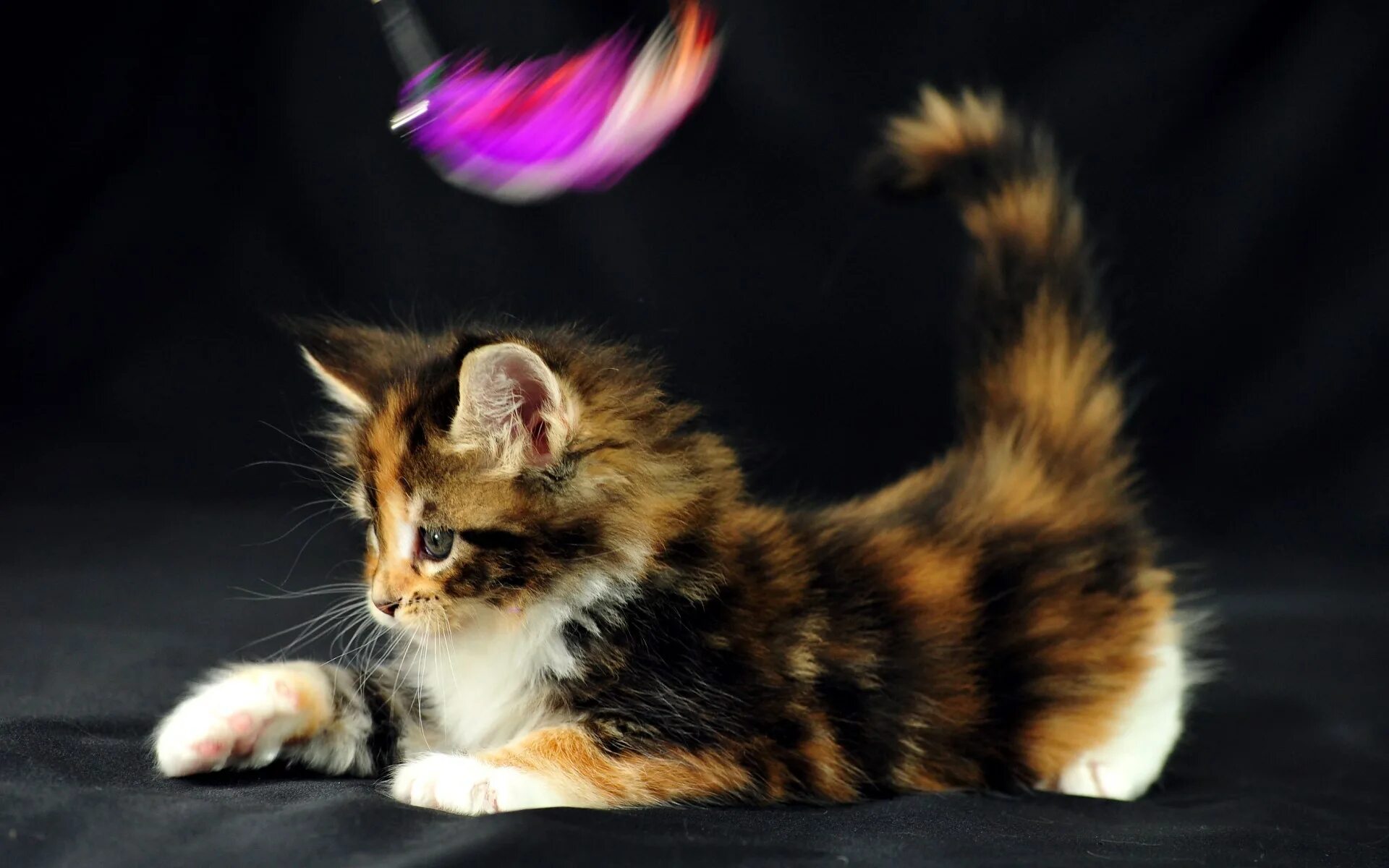 Кошка красивая маленькая. Сибирская кошка трехцветная короткошерстная. Трехшерстная кошка Мейн кун. Мейн кун трехцветный. Котята мейкуна трехцветные.