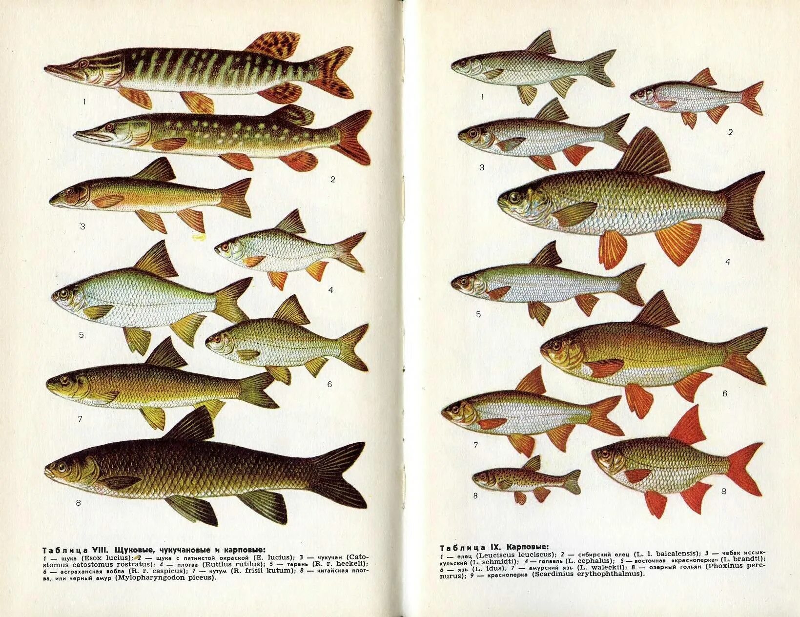 Пресноводные рыбы определитель. Рыбы средней полосы. Речные рыбы названия. Пресноводные рыбы России.