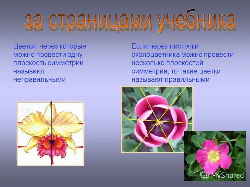 Правильный околоцветник. Цветки через которые можно провести несколько. Симметричный цветок. Симметрия околоцветника. Несколько плоскостей симметрии у цветка.