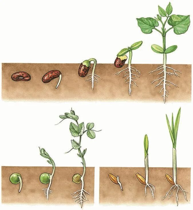 Прорастание семян проросток. Этапы прорастания семян гороха. Этапы прорастания семян фасоли. Семена гороха и фасоли проросшие.