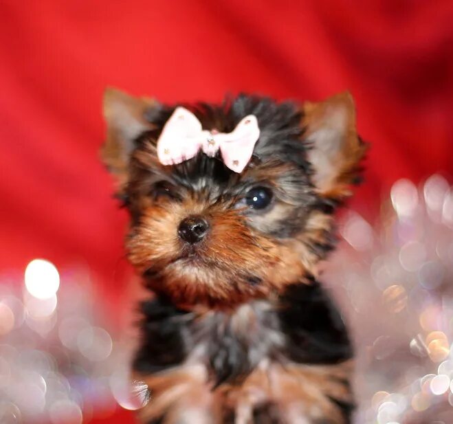 курносый йоркширский терьер. щенки йорка в кемерово. йоркширский терьер щенок 1 день. йоркширский терьер щенки 2 года. ресницы у йоркширских терьеров.