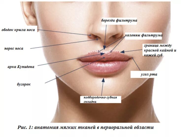 Между носом и ртом. Строение губ. Строение губ человека. Губы строение Анатомическое.