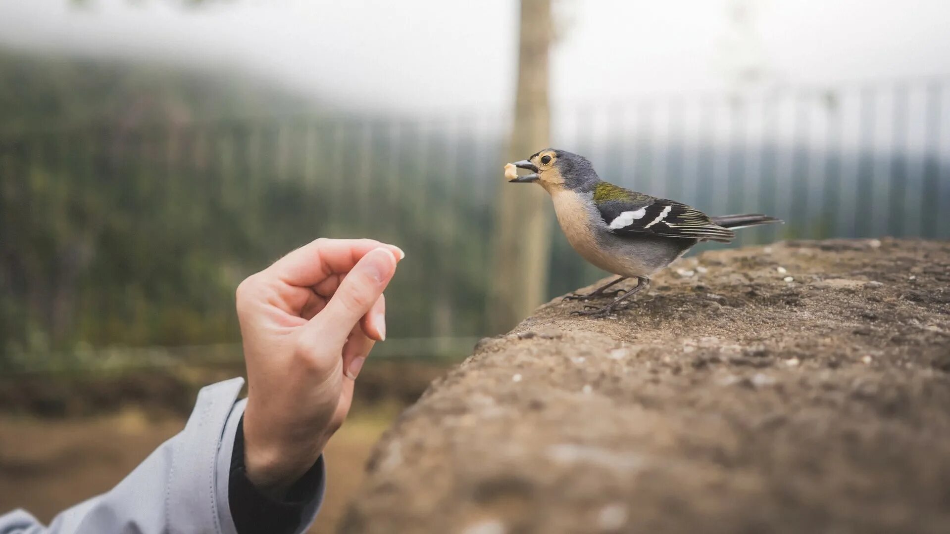 Птица на ладони. Птичка на руке. Птичка на ладошке. Человек кормит птиц. Bird in hand