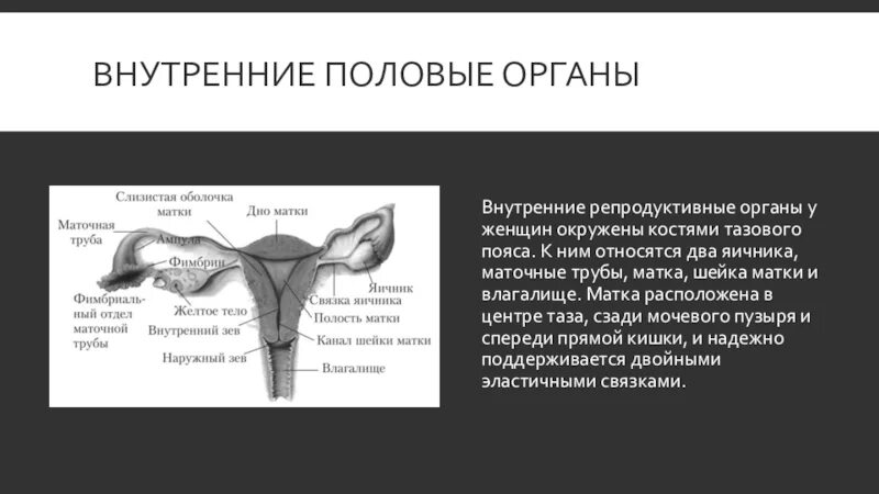 Большие внутренние половые. Внутренние половые органы. Внутренние половые органы маточные трубы. Афо маточных труб. Функции внутренних половых органов женщины.