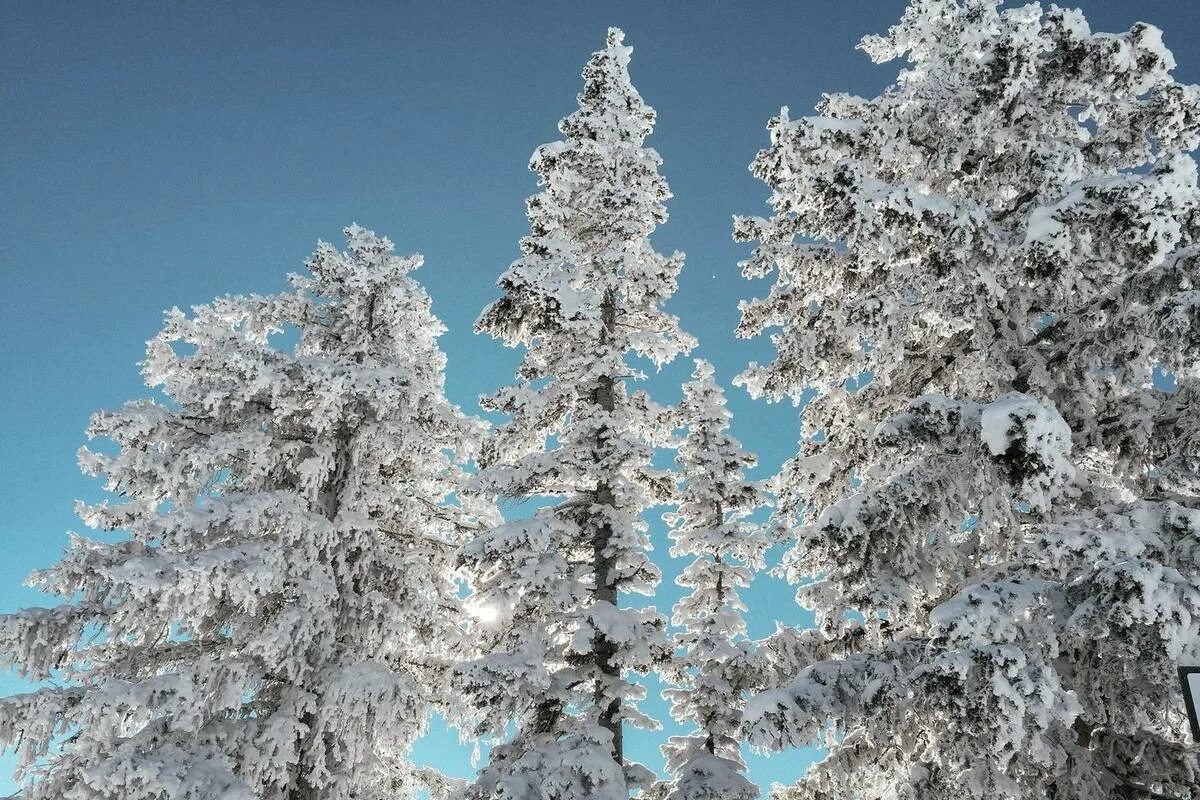 Погодные ели. Заснеженные деревья. Заснеженные сосны. Деревья покрыты снежными кружевами. Сосны и голубое небо.