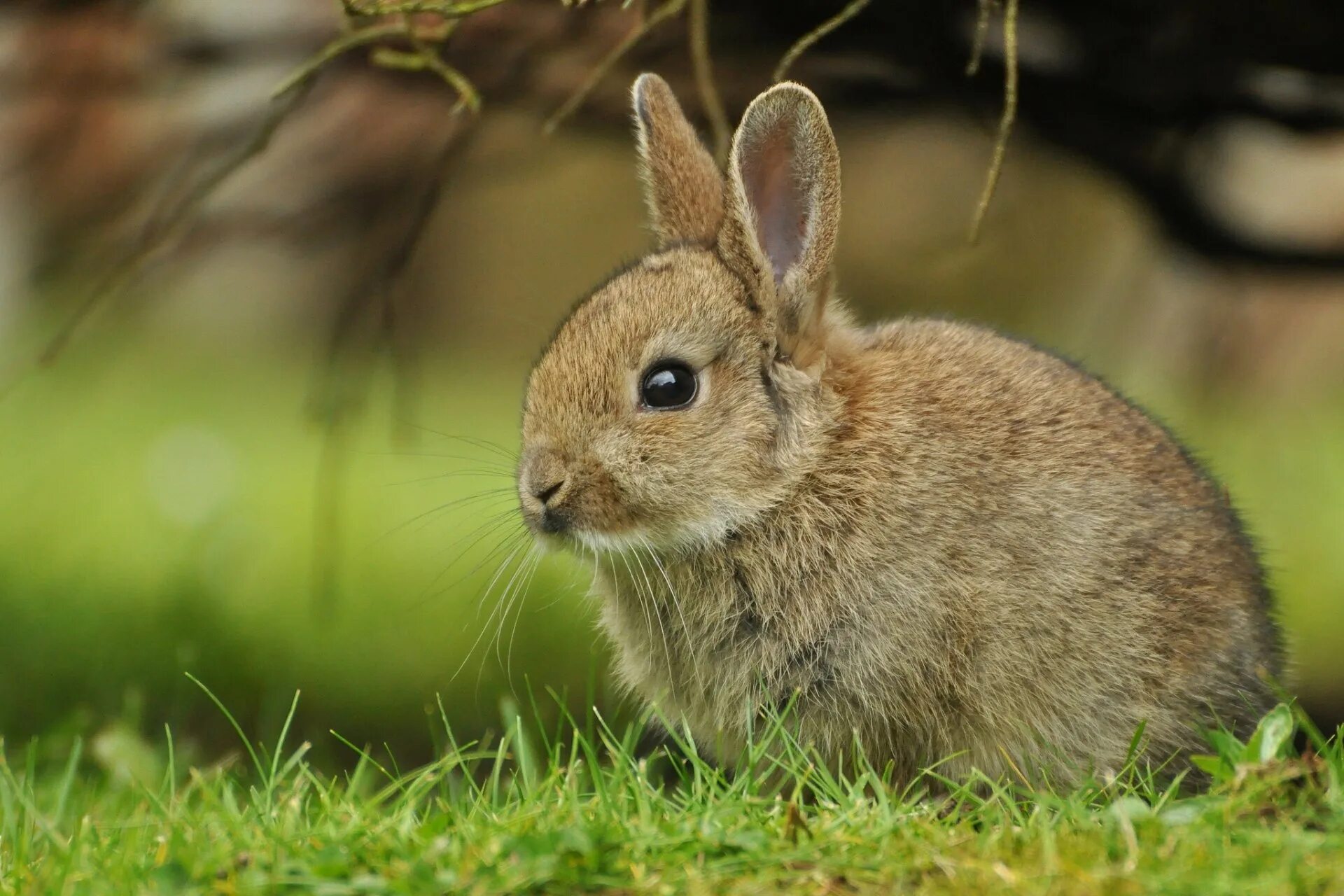 Image animals