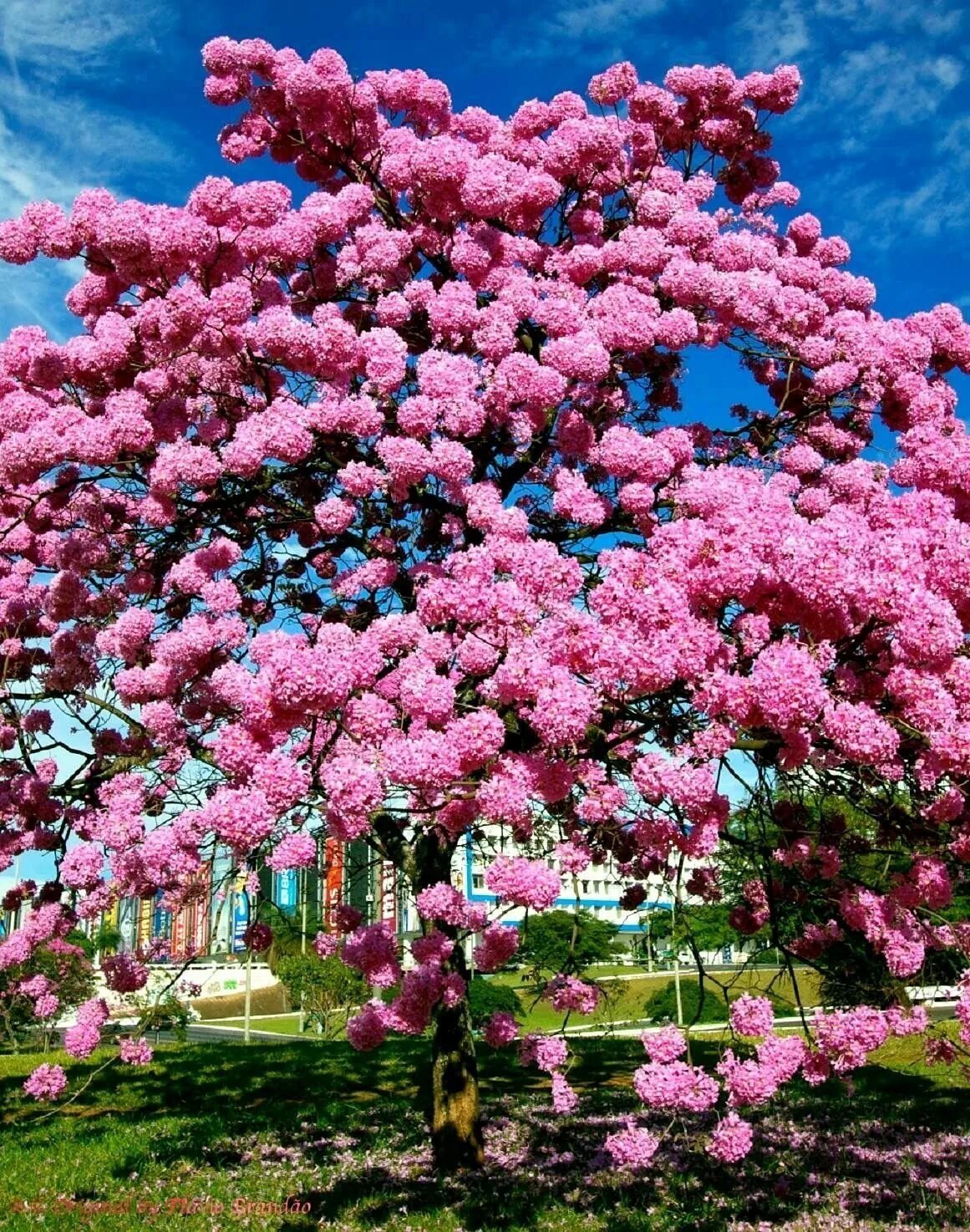 Табебуйя дерево. Табебуйя розовая (Tabebuia rosea). Табебуйя сиреневая. Бразилия цветущее дерево ипе.