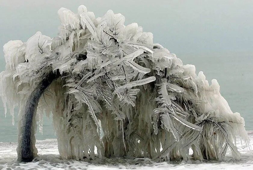 Иней фото природы. Деревья во льду. Зимние кусты. Ветка под тяжестью снега. Красивые фото зимы снежинок.