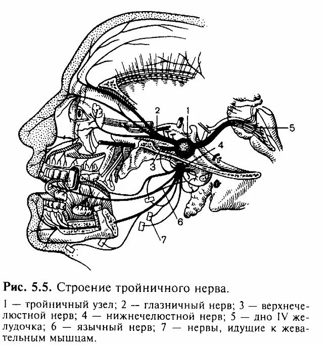 Повреждение тройничного. 2 Ветвь тройничного нерва анатомия. Иннервация тройничного нерва схема. Тройничный нерв анатомия схема. Тройничный нерв анатомия ветви схема.