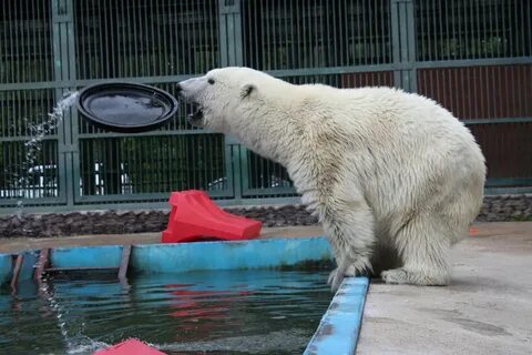 Воспроизводство редких видов животных