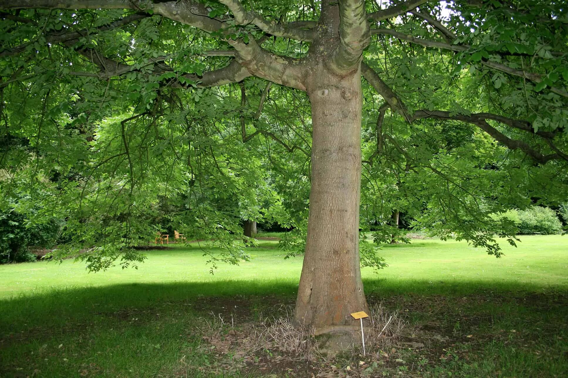 Trees can