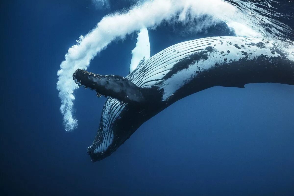 Синий кит Горбач. Горбач горбатый кит. Горбатый кит и синий кит. Кит-Горбач, или горбатый кит.
