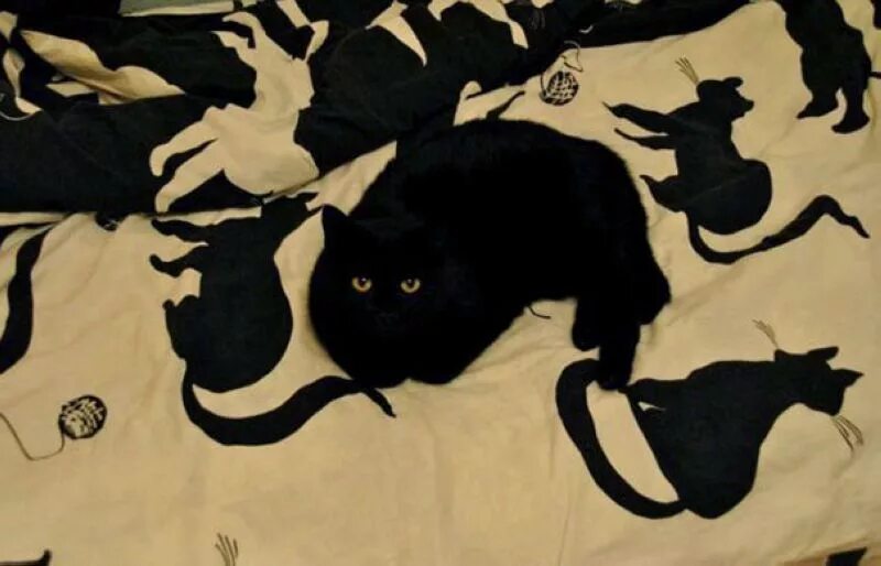Сотворил нашел. Постельное белье с черным котом. Постельное белье с черными котами. Приколы про черных кошек. Черная кошка белье.
