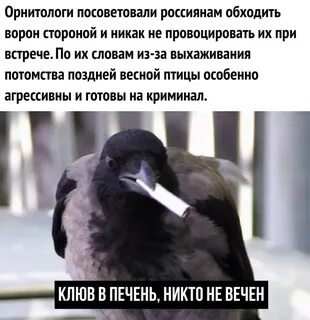 Кому вороны клевали печень