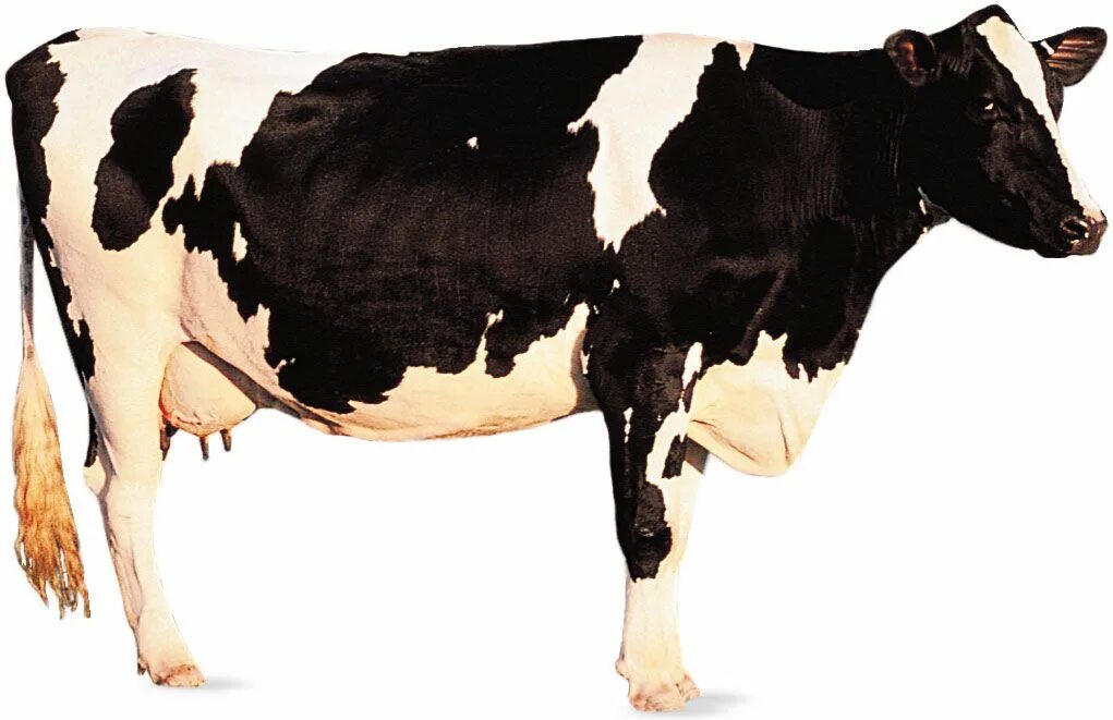 Cow body